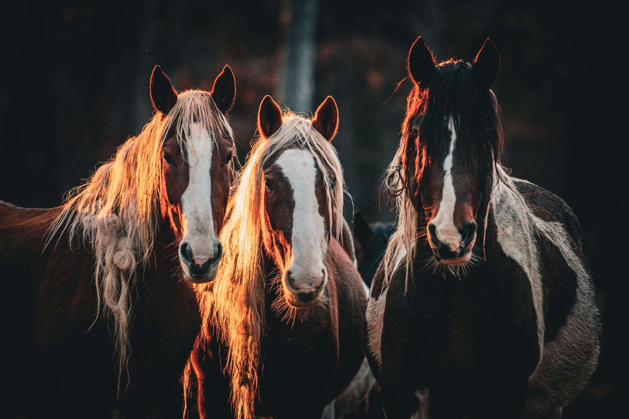Wild - Have you had a chance to check out the Windwalker Ridge Mustang ...