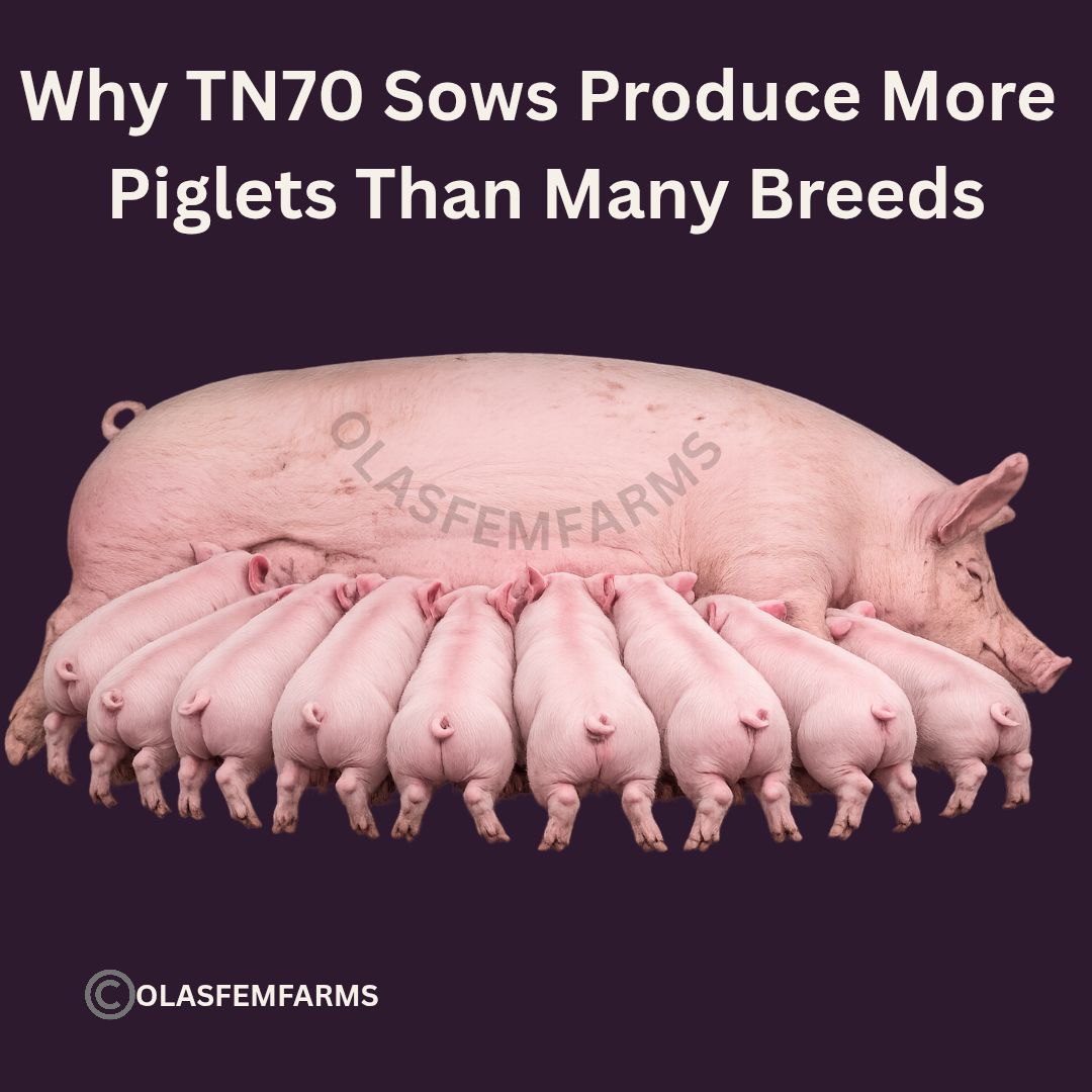 Why TN70 sows produce more piglets than other breeds