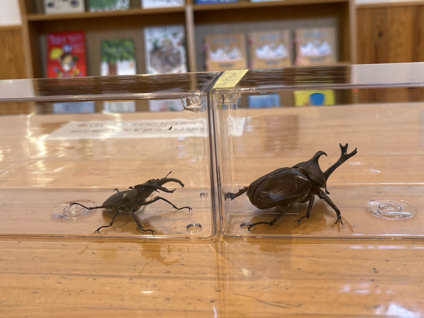 三重 県民 の 森 カブトムシ