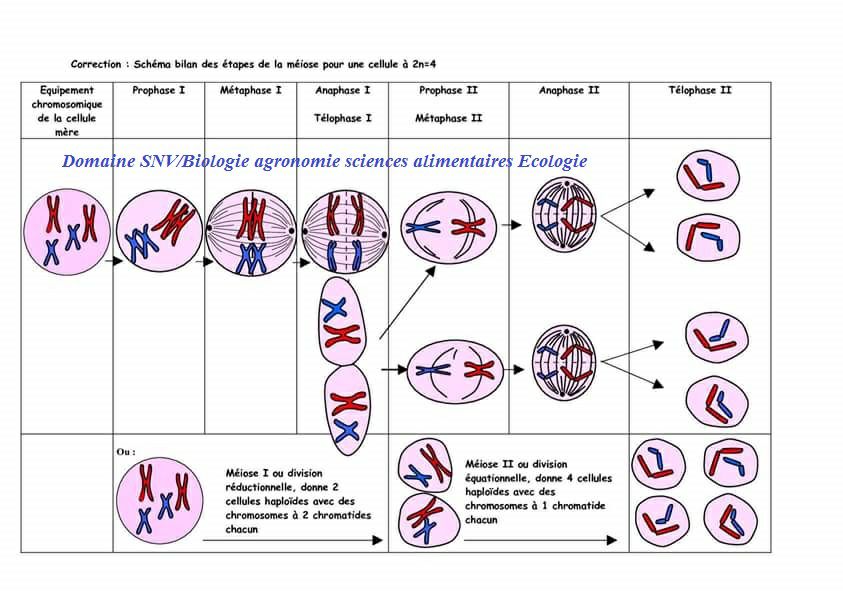 la-m-iose-la-premi-re-division-de-la-m-iose-est-une-phase