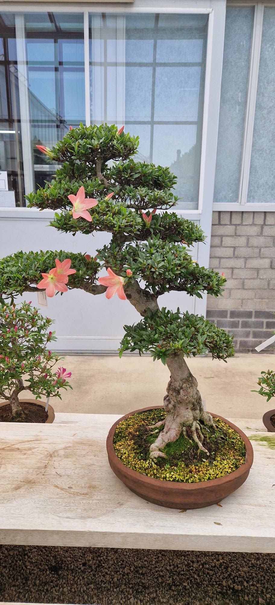 Satsuki Azalea Bonsai | Arnhem