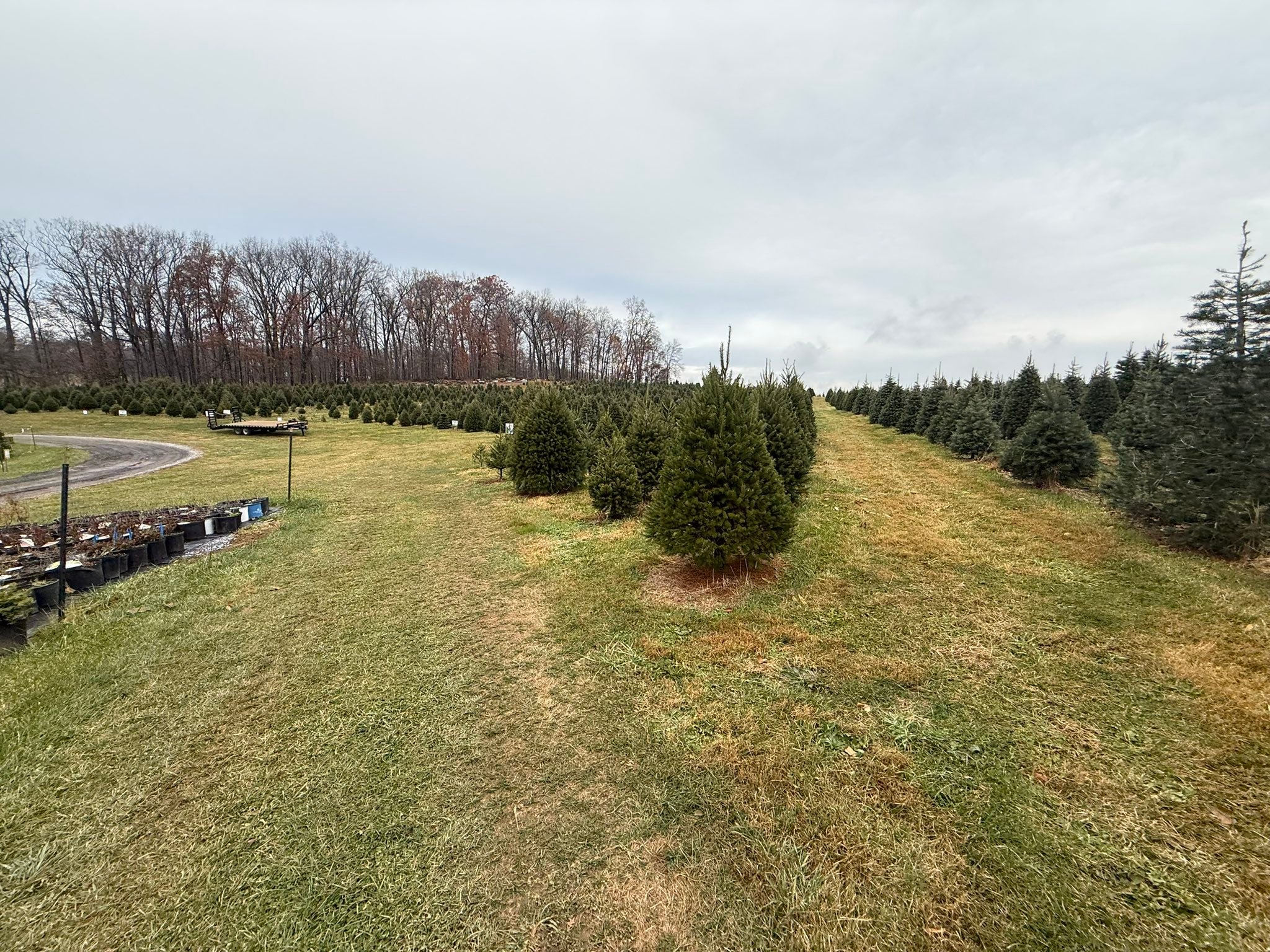 Davidson Christmas Tree Farm | Upperco MD