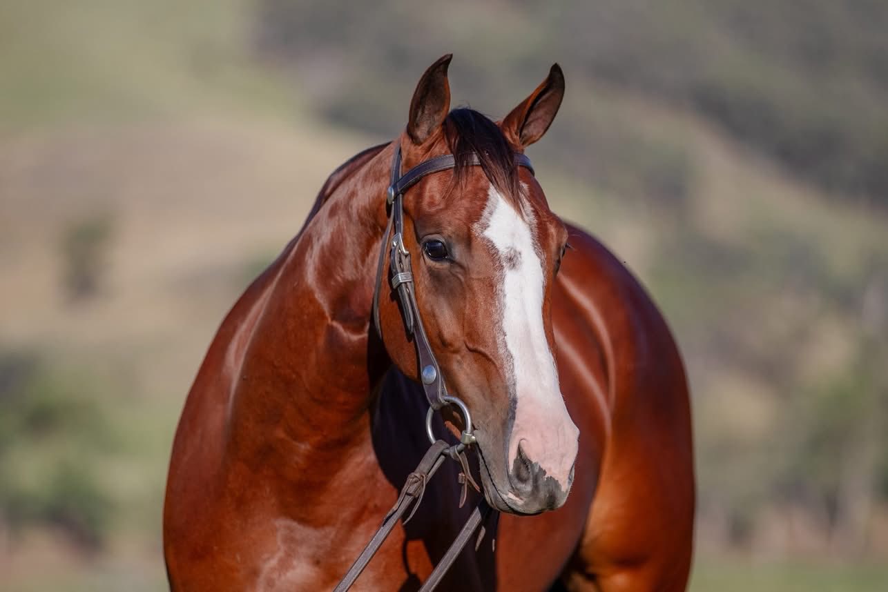 🛑𝗦𝗘𝗟𝗟𝗜𝗡𝗚 𝗦𝗨𝗡𝗗𝗔𝗬‼️ 📍2026 Nutrien Classic Sale