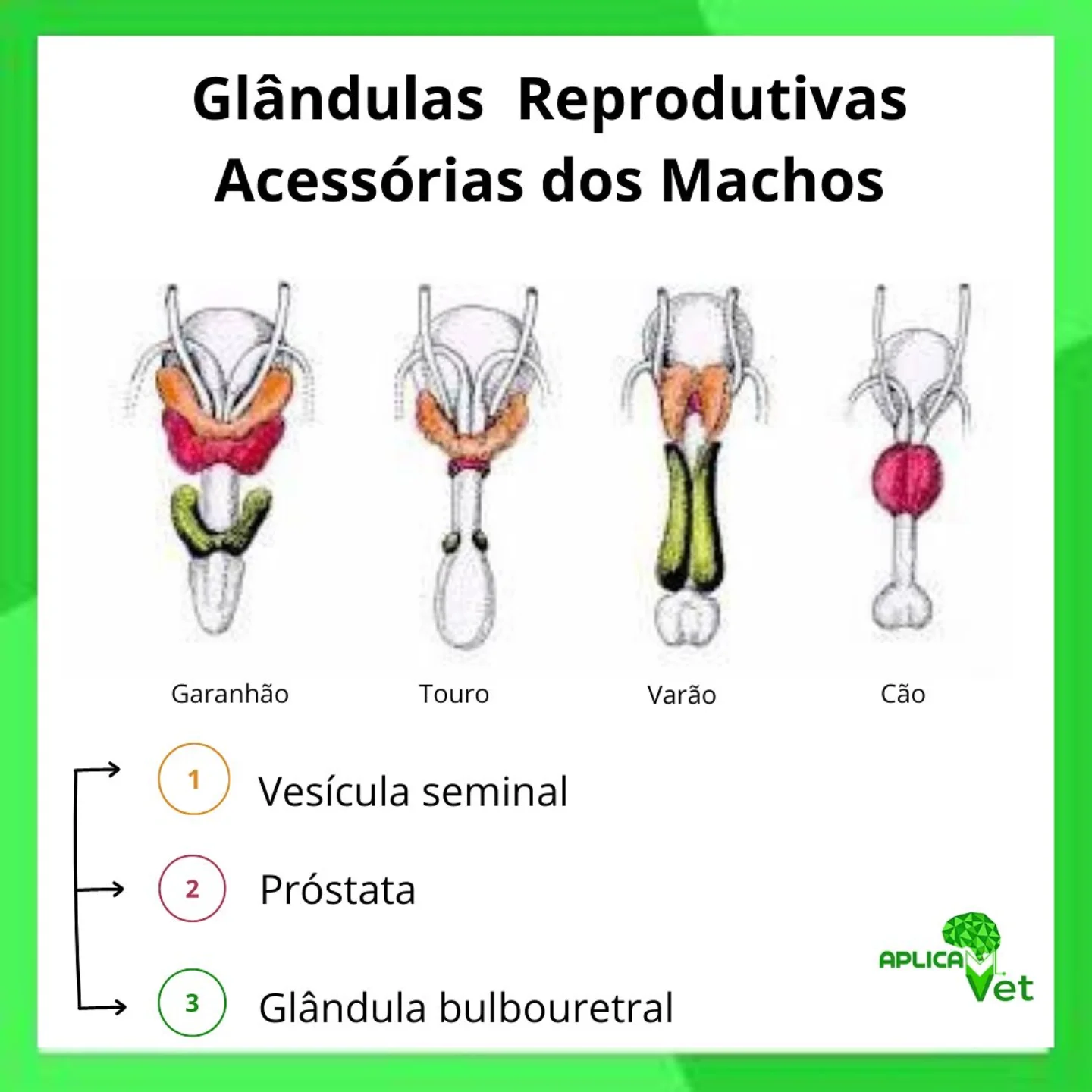 Aplica - 📌 Vamos conhecer um pouco sobre a anatomia do rúmen? Sabemos ...