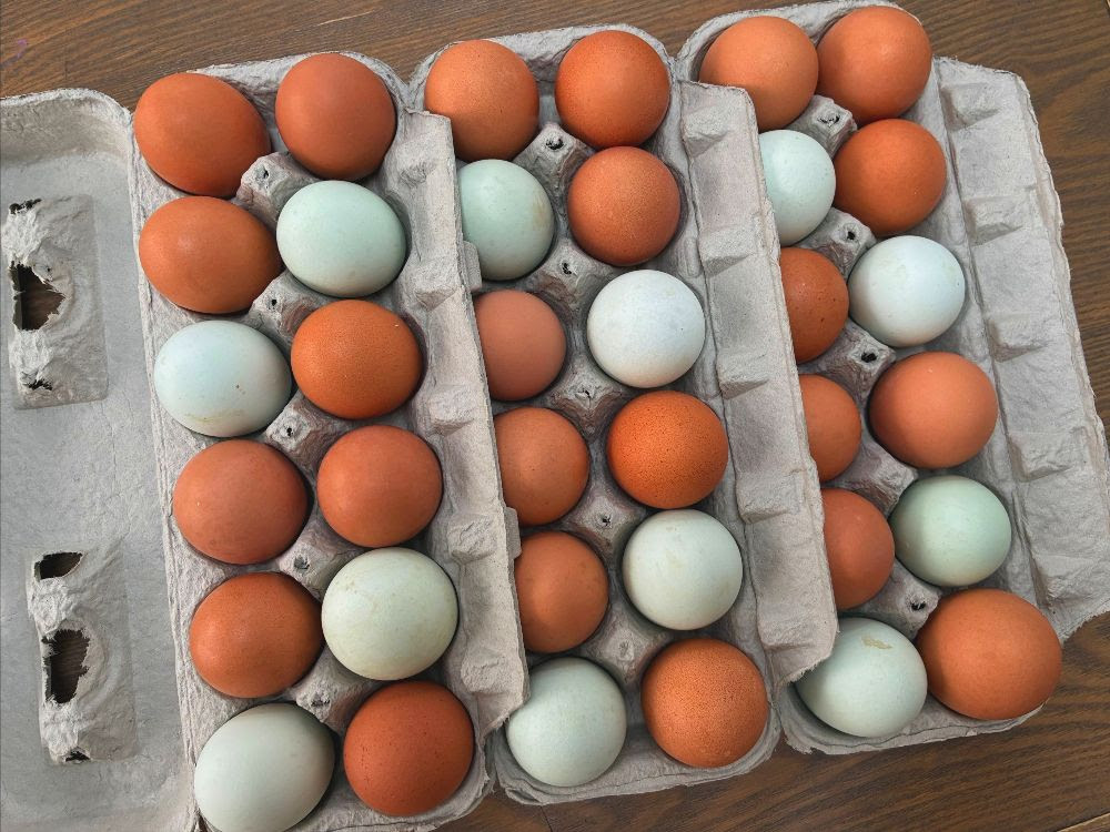 DaSilva Farm will be fully stocked with a wide variety of chicken