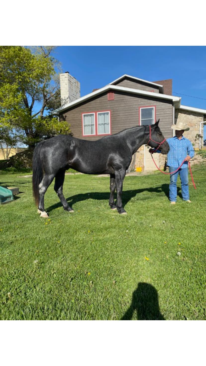 Masters Ranch Horses | Leon IA