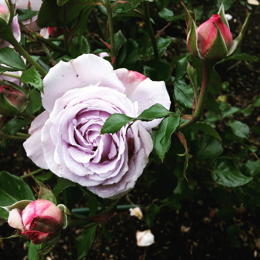 Fleurs Du Mal At The Parnell Festival Of Roses Today