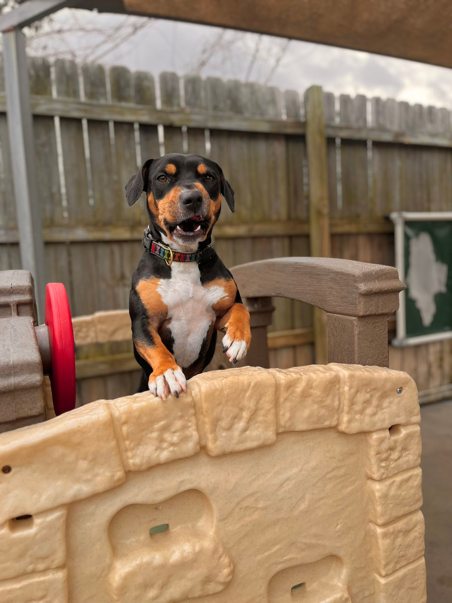 Charleston Dog House added a new photo. - Charleston Dog House
