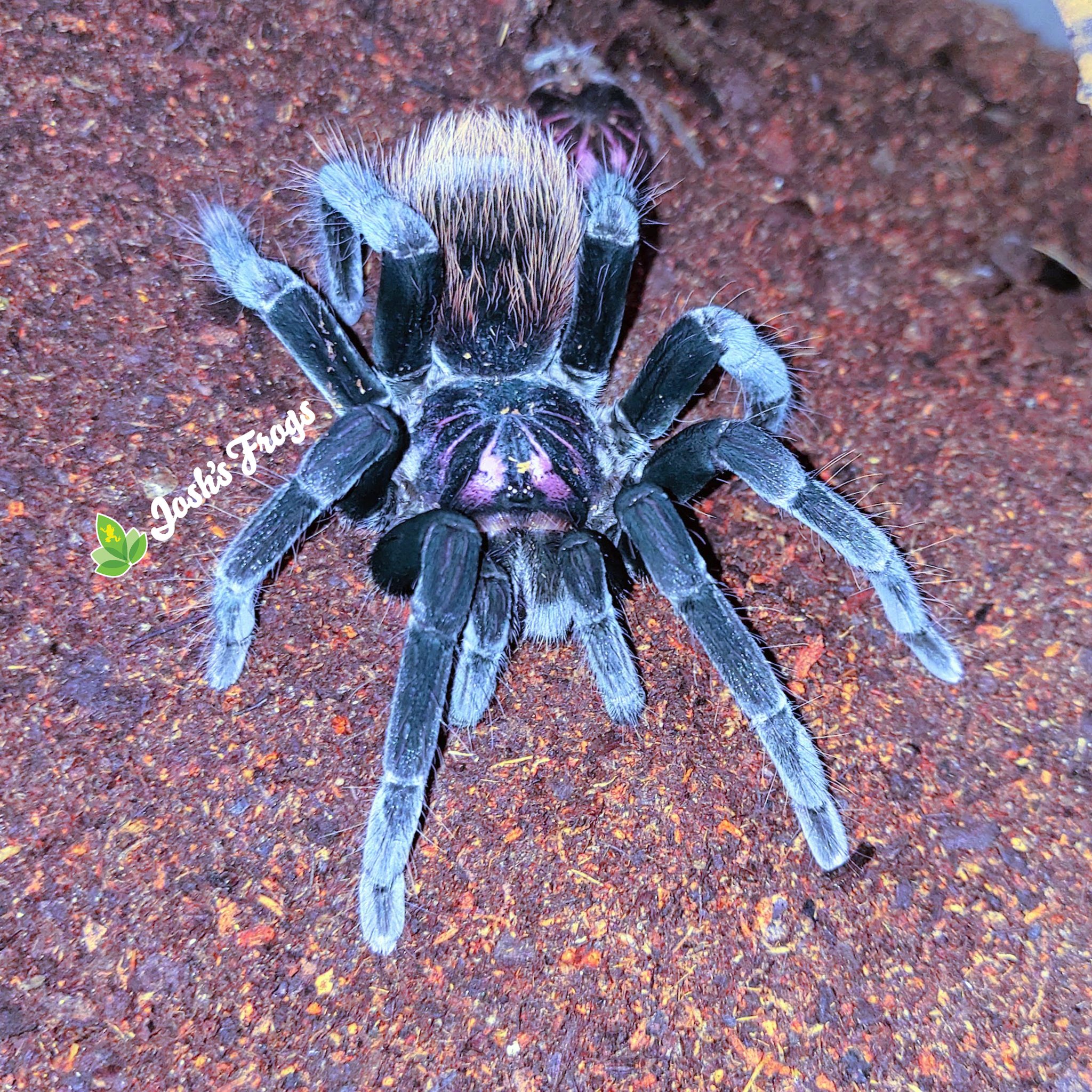 Xenesthis sp. 'Bright', known as the Bright Beauty Bird Eater