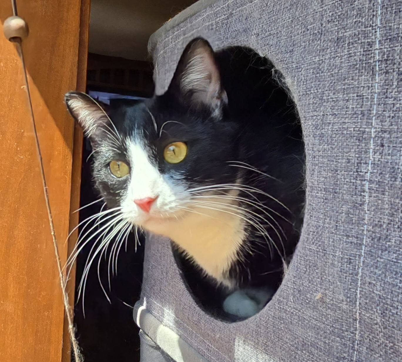 キャットフード julia Adopt Julia the playful kitten