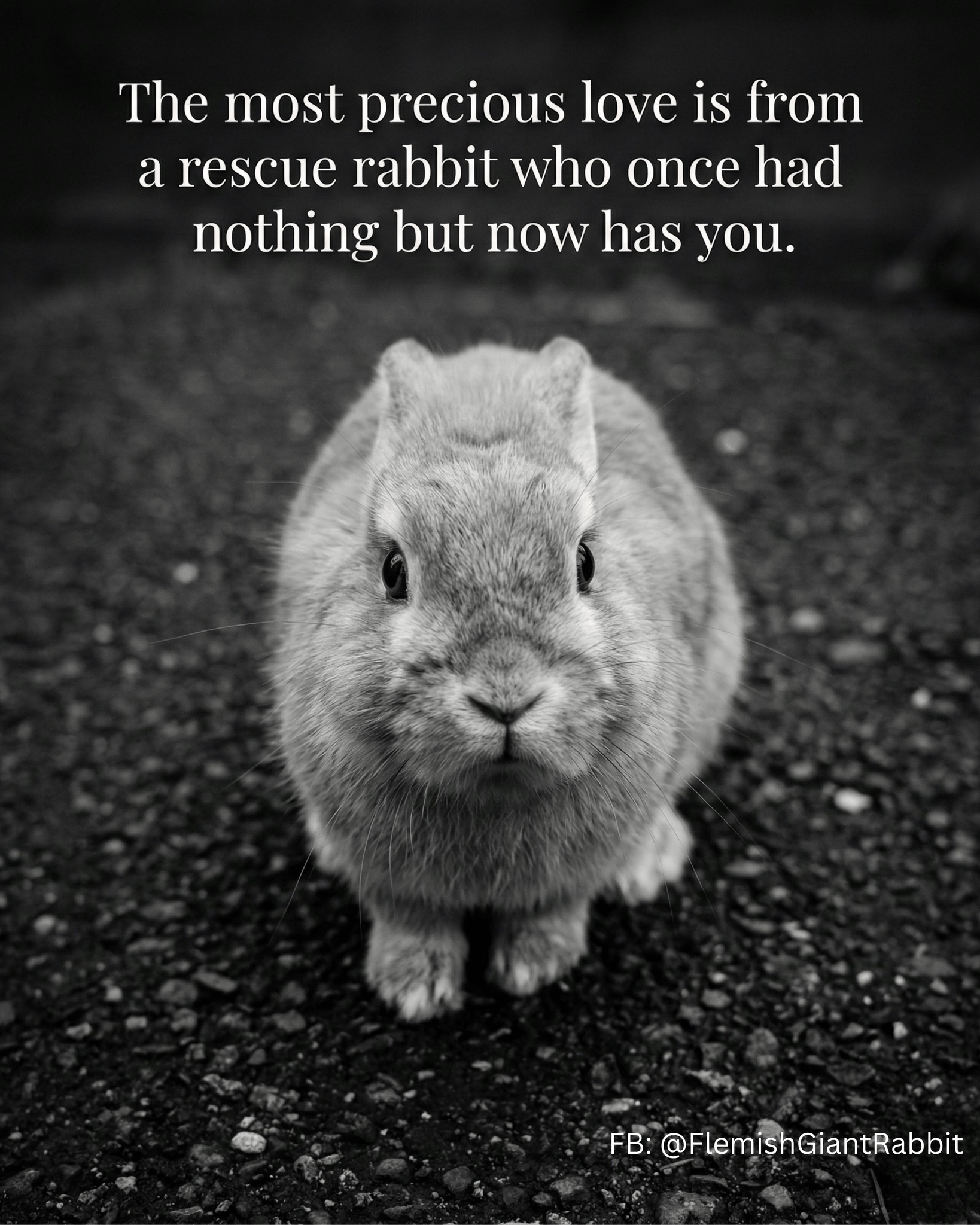 Look into these eyes and you'll see... - Flemish Giant Rabbit | Facebook
