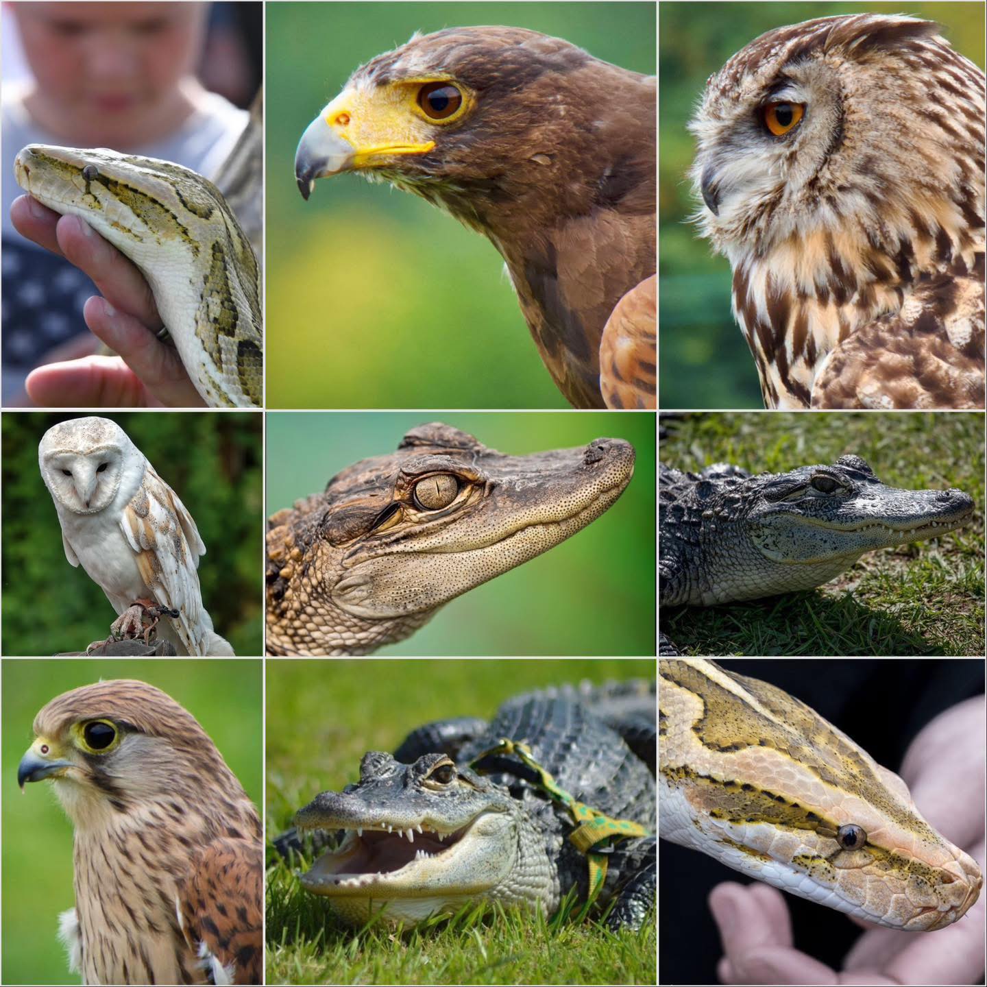 Predator Event - Raptors & Alligators