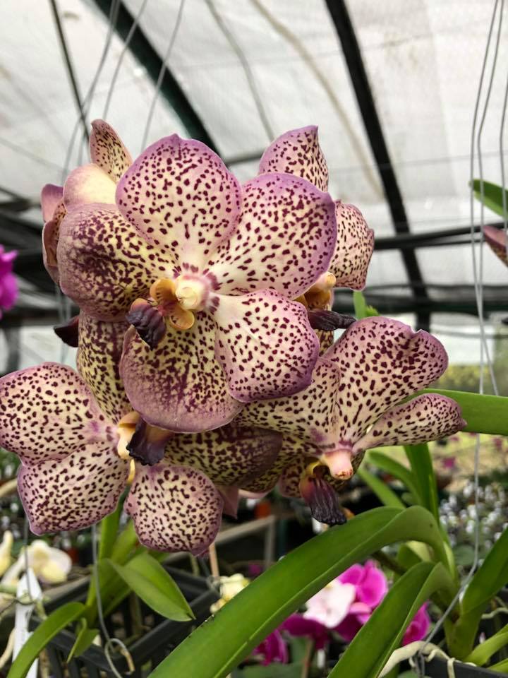V. Varut leopard x V. Kulwadee fragrance