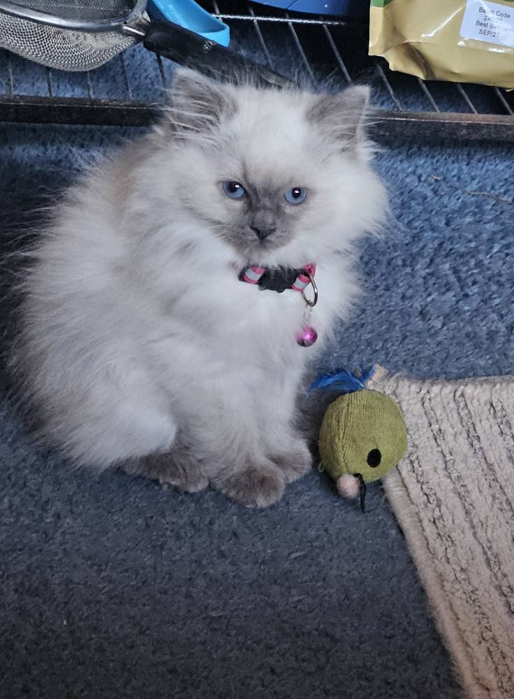 My First Ragdoll | Got my first ragdoll 💕 | Facebook