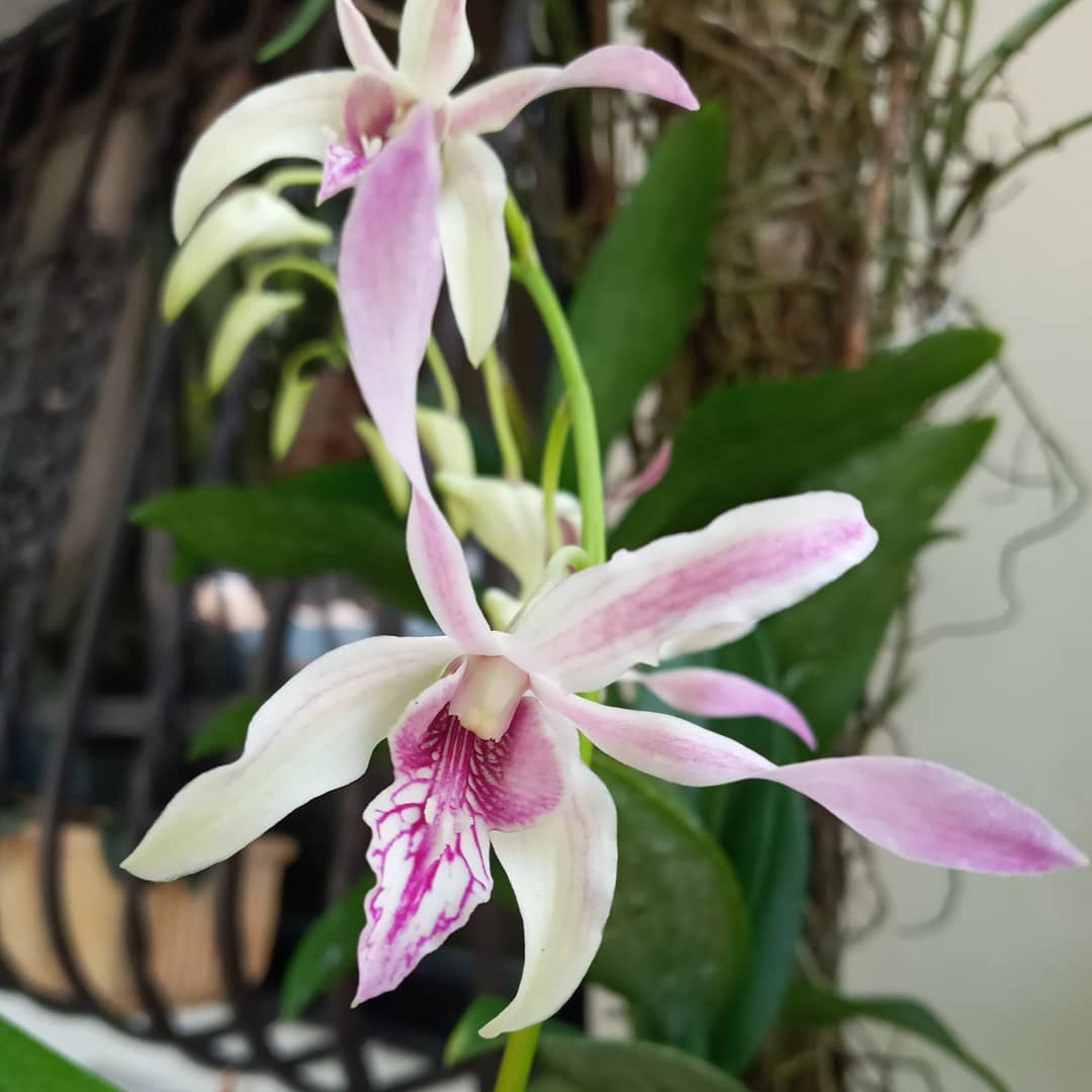 Dendrobium Rabbit Pink, de mi... - orquideasdemipatio | Facebook