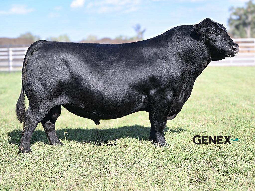 🌟 Poss REMINGTON is back in... - Genetics Australia Beef | Facebook