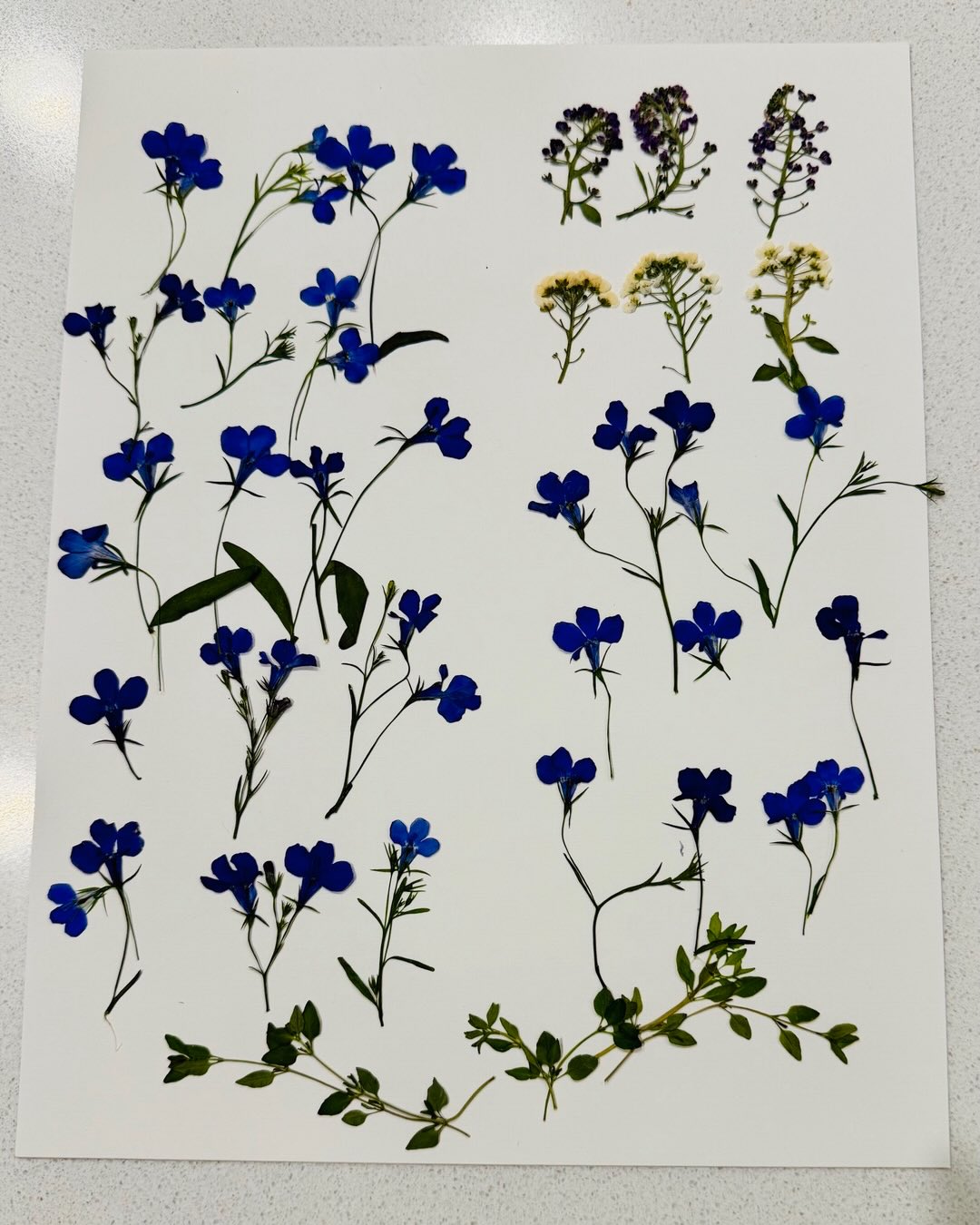 Patsy's Pressed Flowers