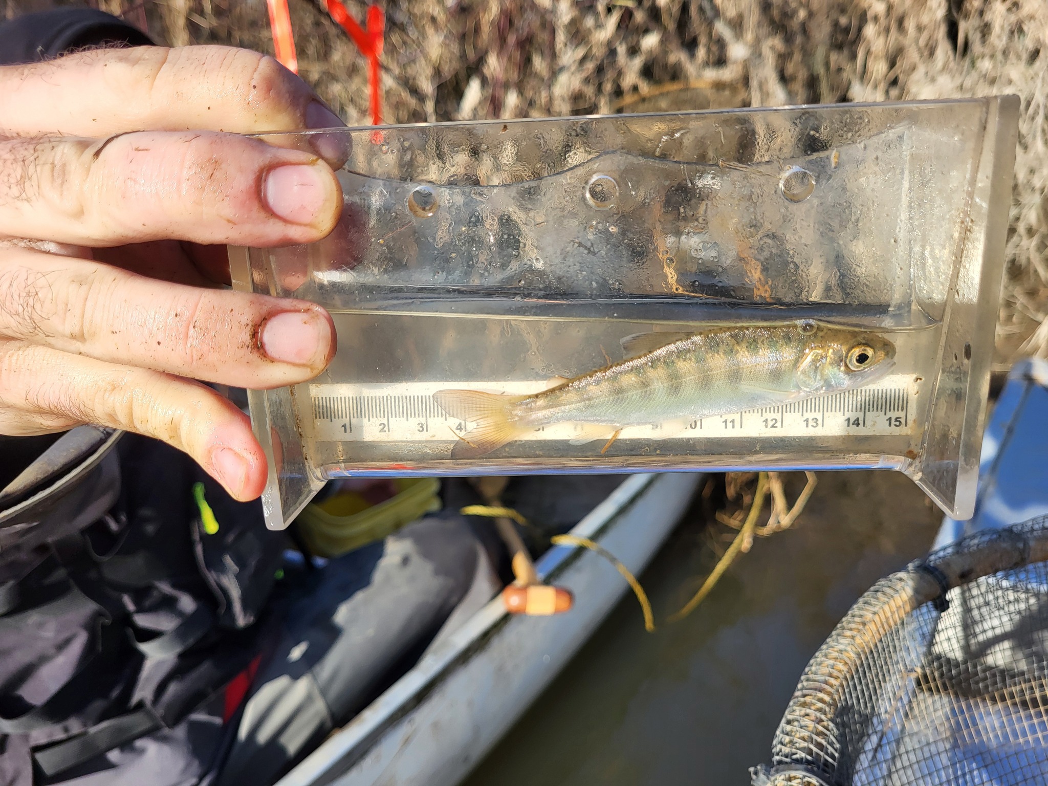 Pearson - The invertebrates from a 30x30 cm square of stream bed are ...