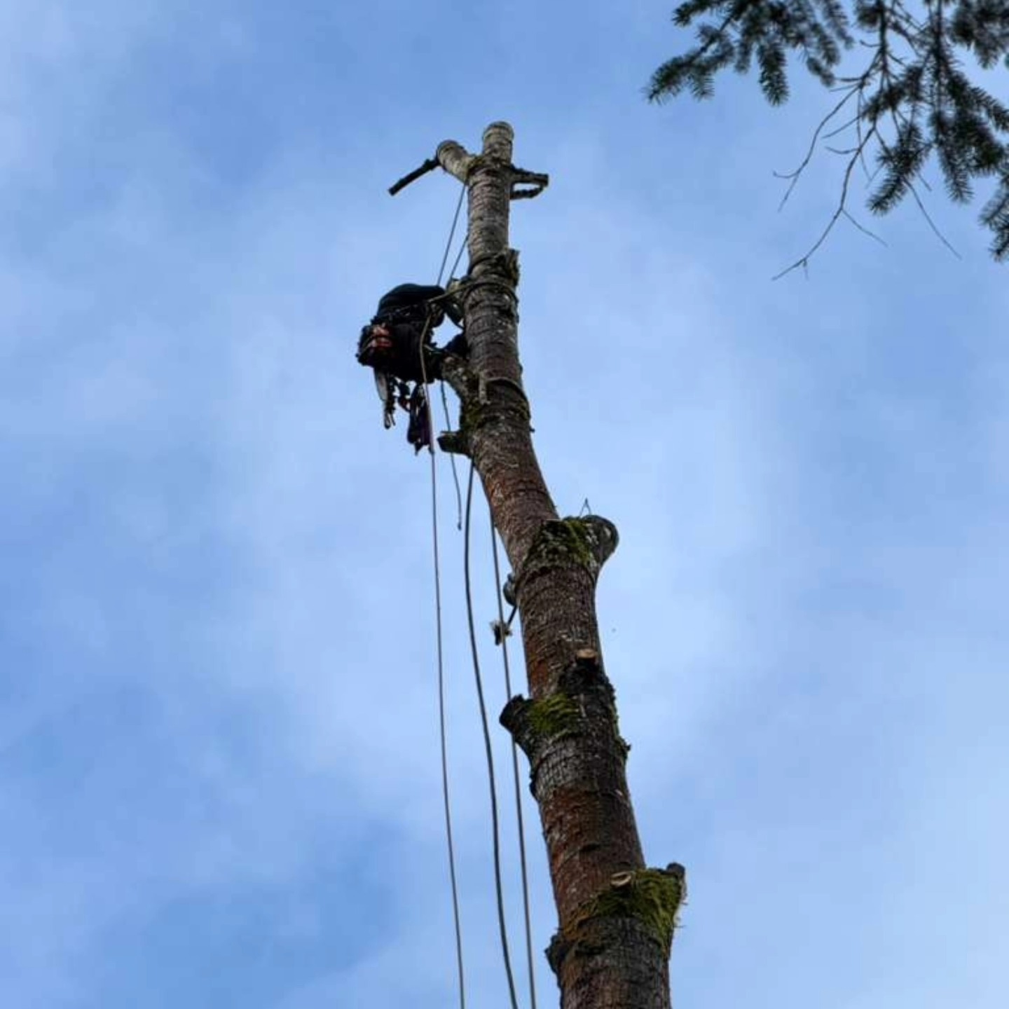 Quality Performance Tree Service,LLC | Tulatin OR