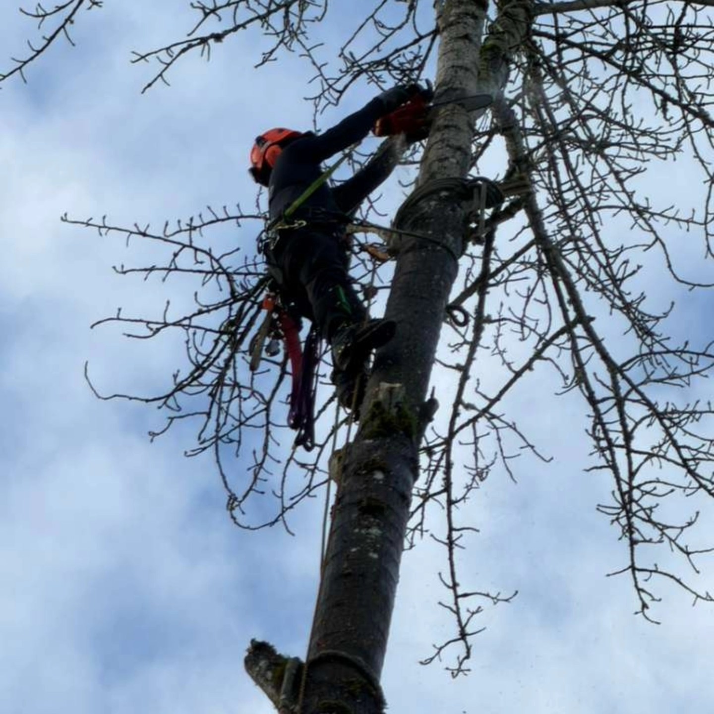 Quality Performance Tree Service,LLC | Tulatin OR