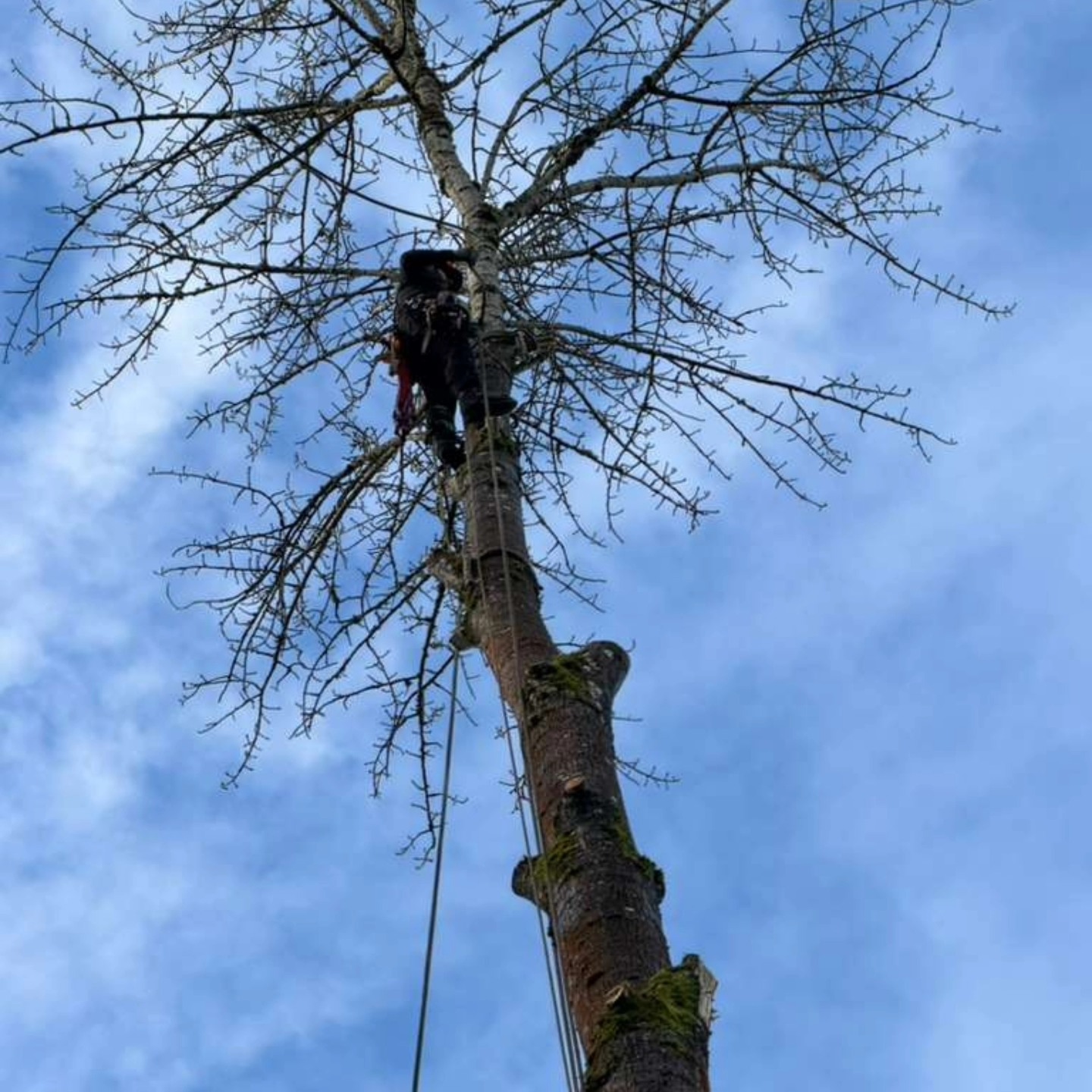 Quality Performance Tree Service,LLC | Tulatin OR