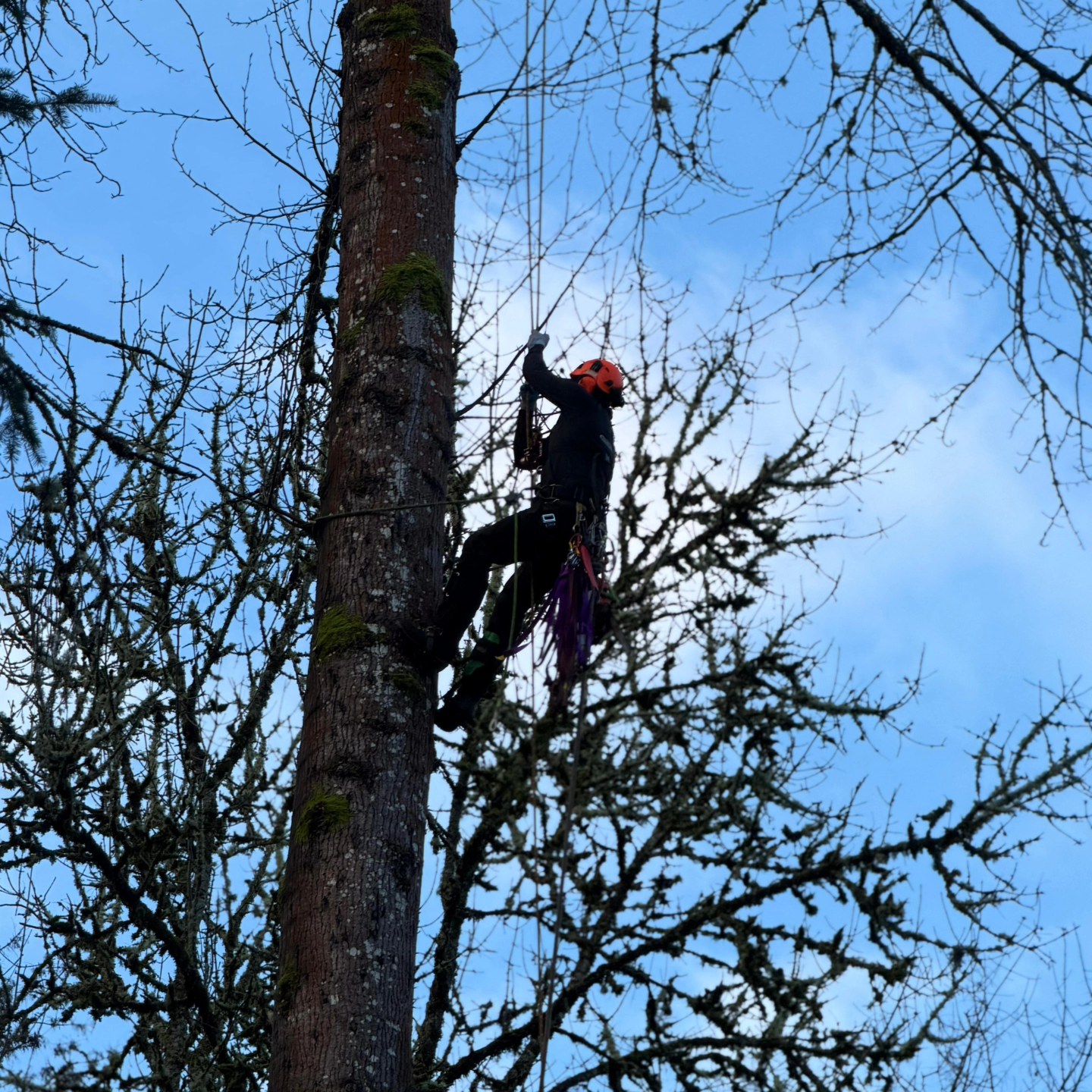 Quality Performance Tree Service,LLC | Tulatin OR
