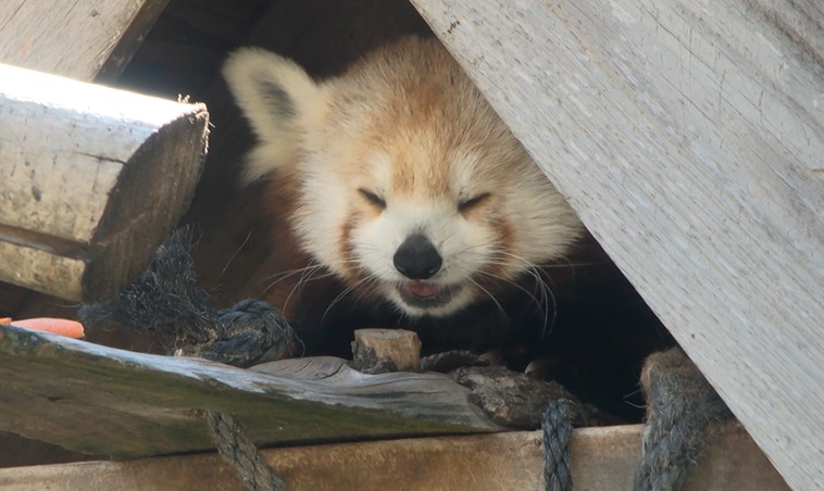 A new furry friend joins Seneca Park Zoo: “Rose,” the red panda