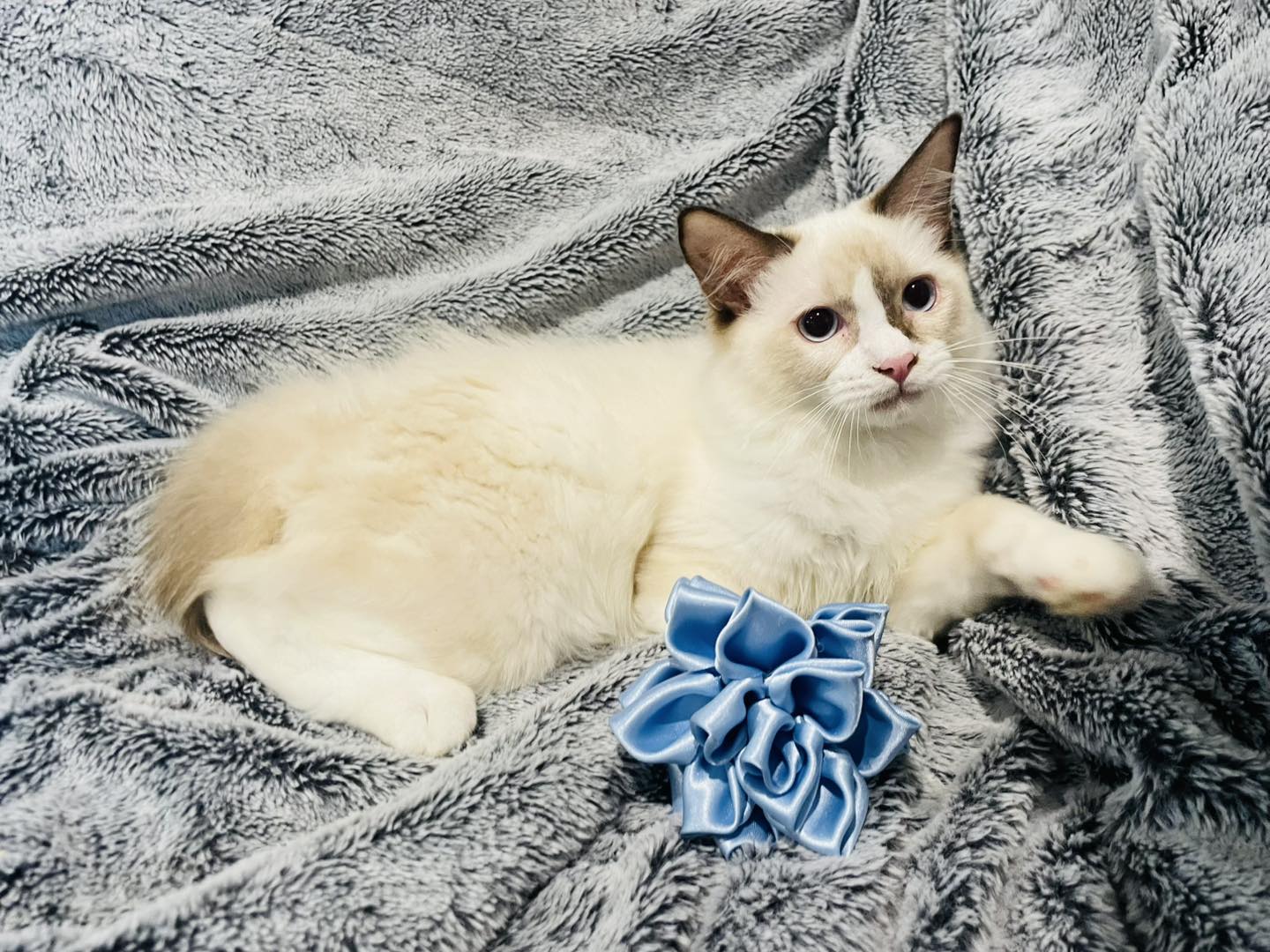 😺 RE•DUCED... - Fancy Paws Ragdolls & Maine Coons Queensland | Facebook
