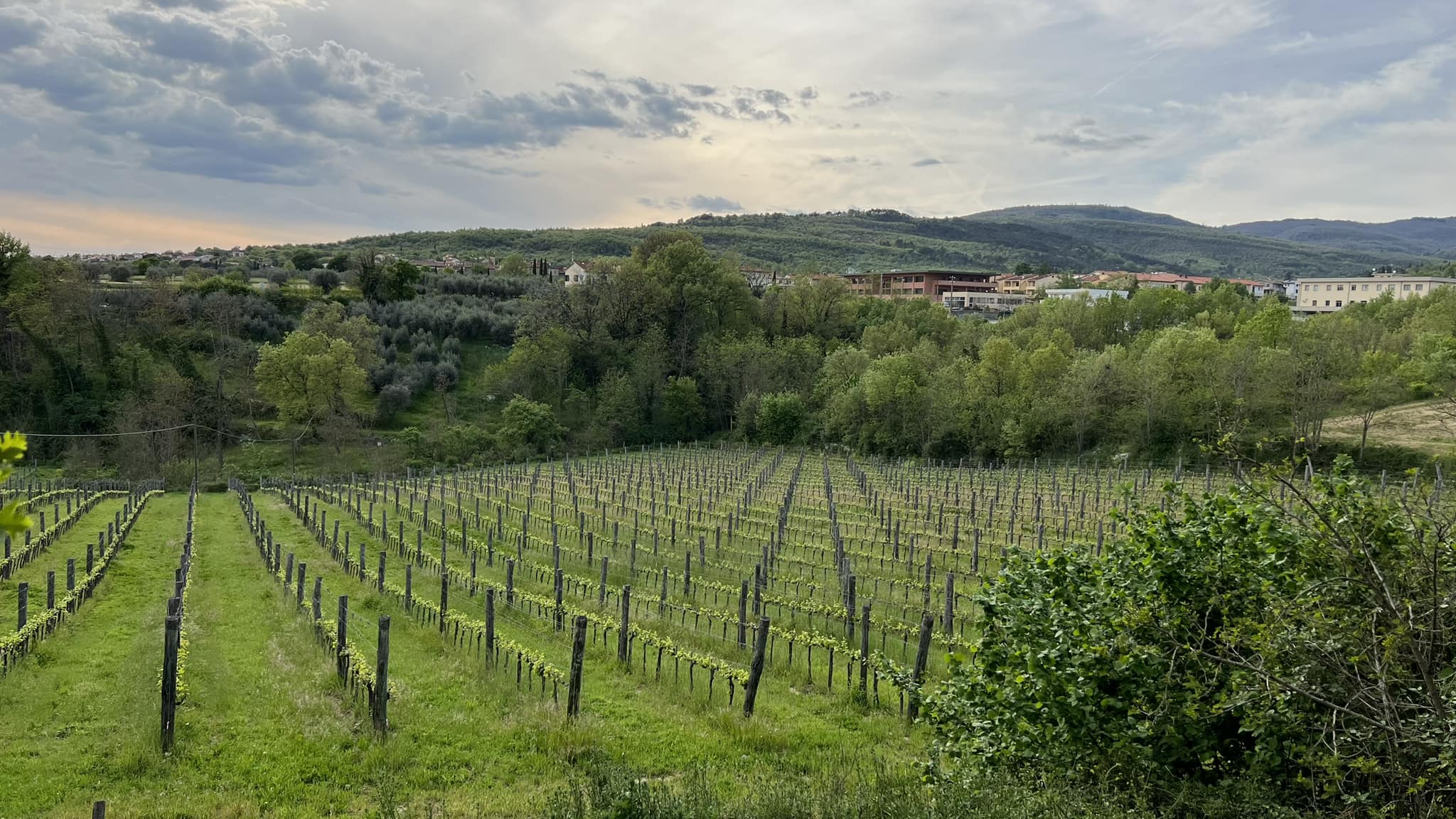 Azienda Agricola Benucci