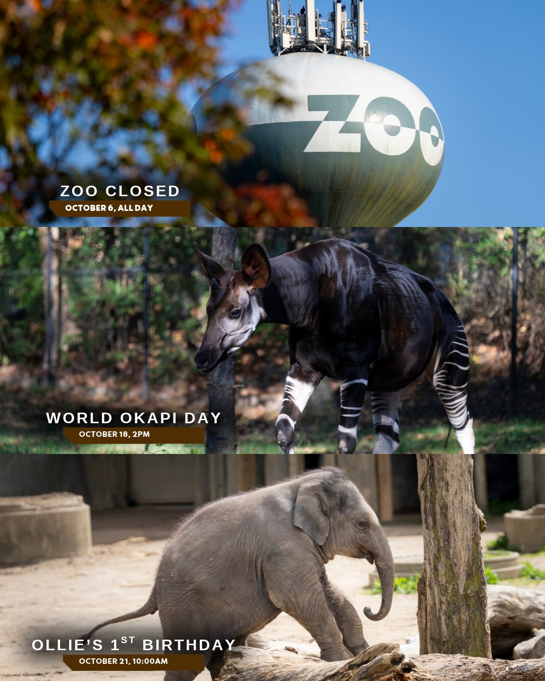 Columbus - Did you know orangutans have an arm span of up to 7.5