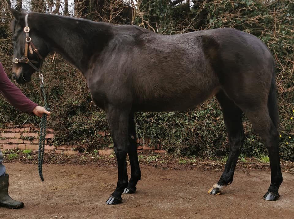 Richard Price Horseracing | Hereford