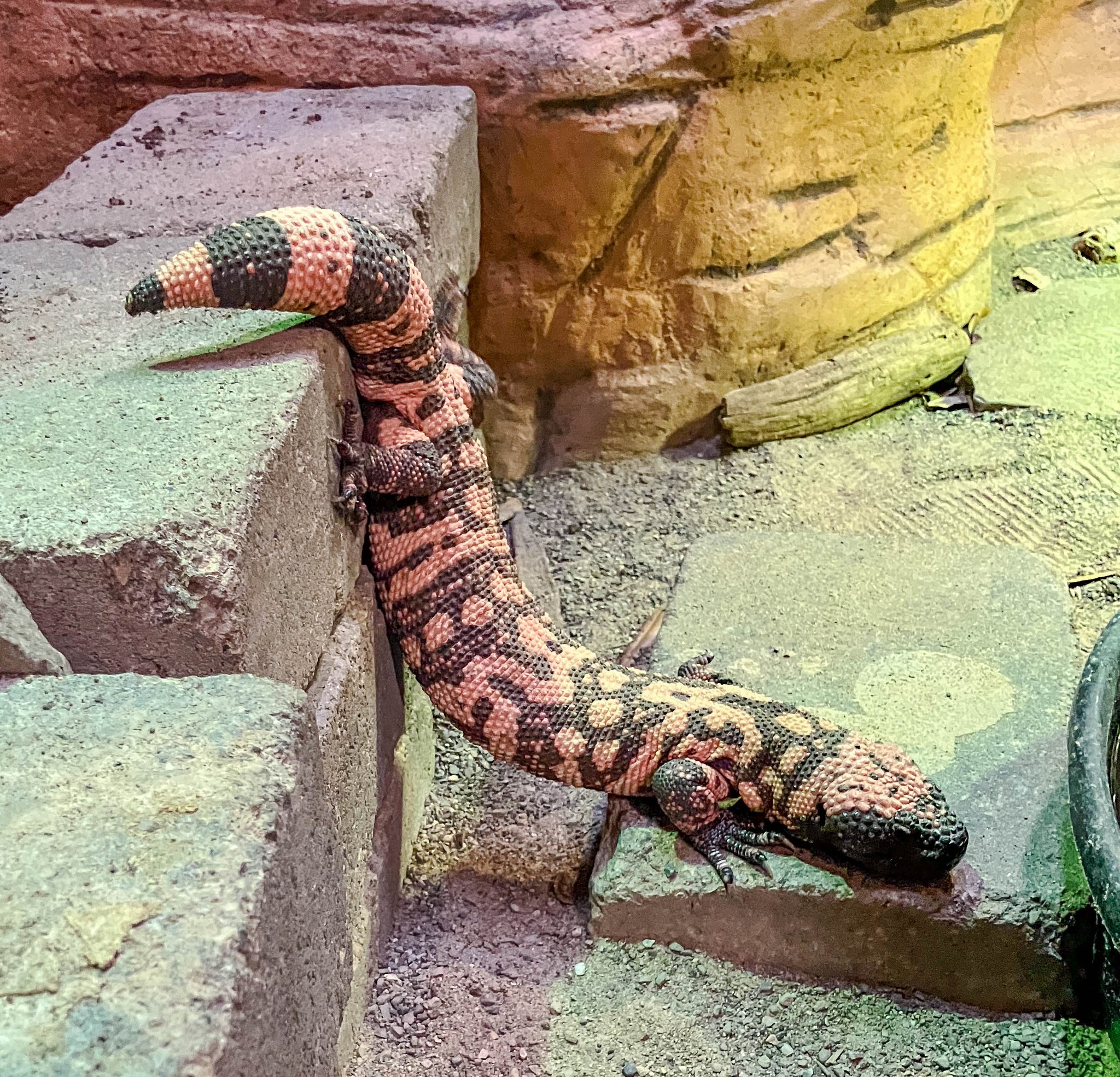Just slinking by to say hi… While venomous lizards like the Gila monster get a bad rep, their venom actually inspired a drug to help manage Type 2 diabetes! Scientists discovered that