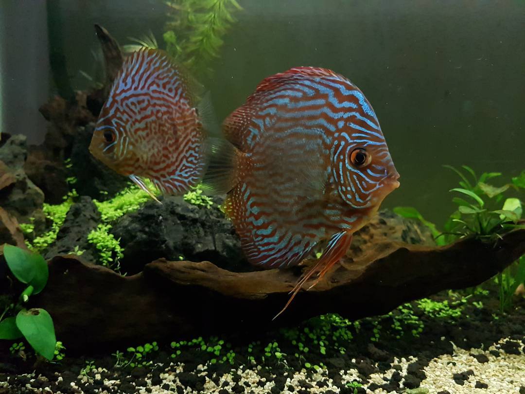 Jack Discus Bali | Denpasar