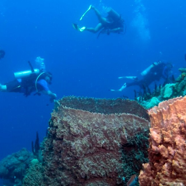 Fort Young Dive - 🌊 We’re making a splash at DEMA Show... | Facebook