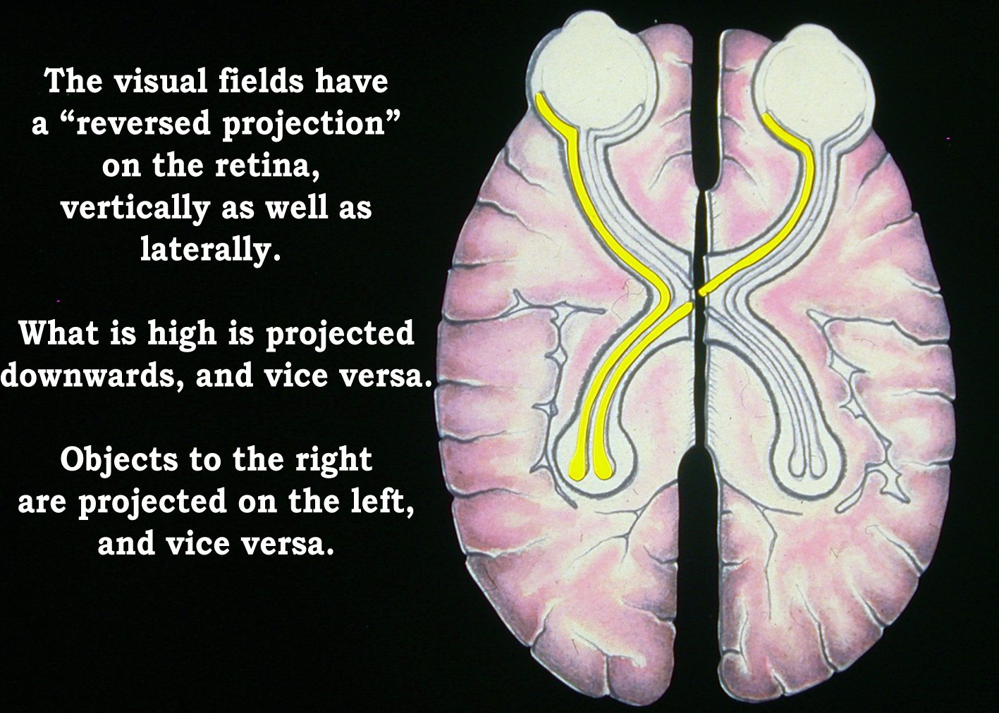The importance of the neurology of the eye has been heightened by ...