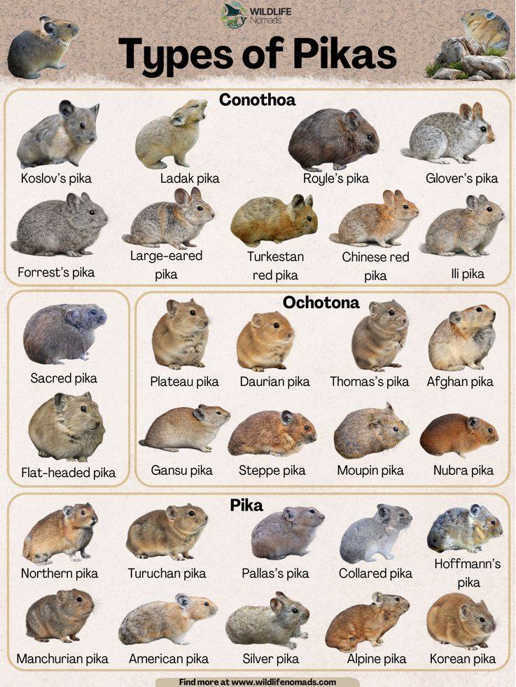Ceres - Types of Pikas poster by Wildlife Nomads. | Facebook