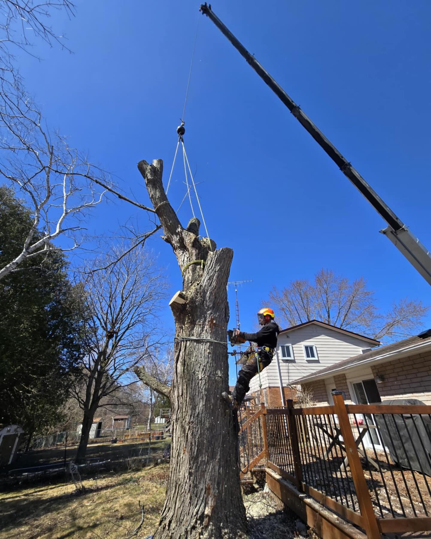 Foley Tree Service