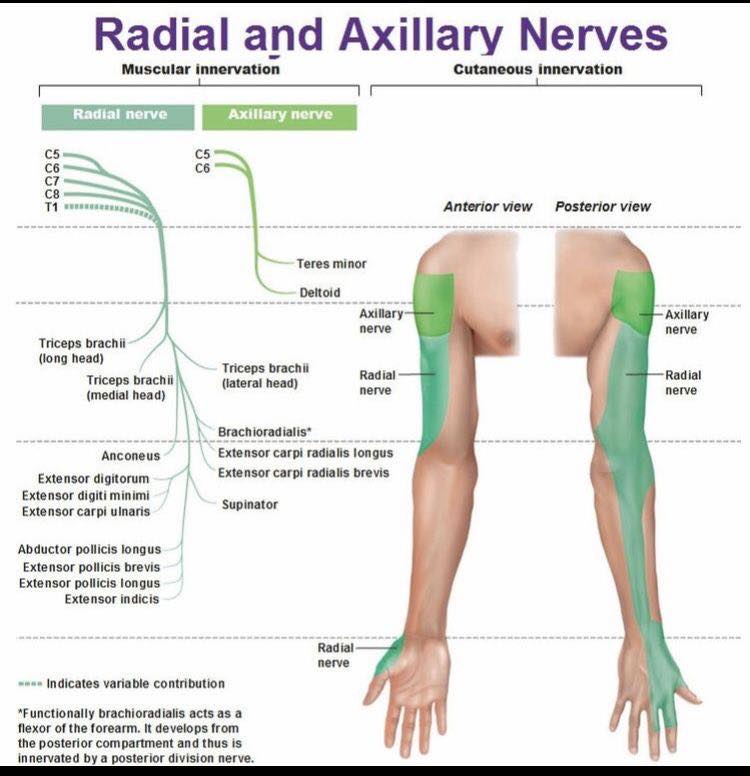 Dr. Muhammed - A radial nerve injury is damage to the radial nerve that ...