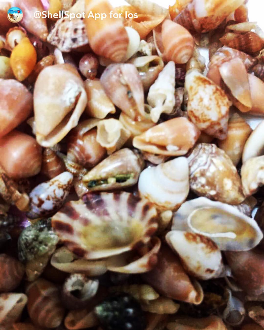 ShellSpot