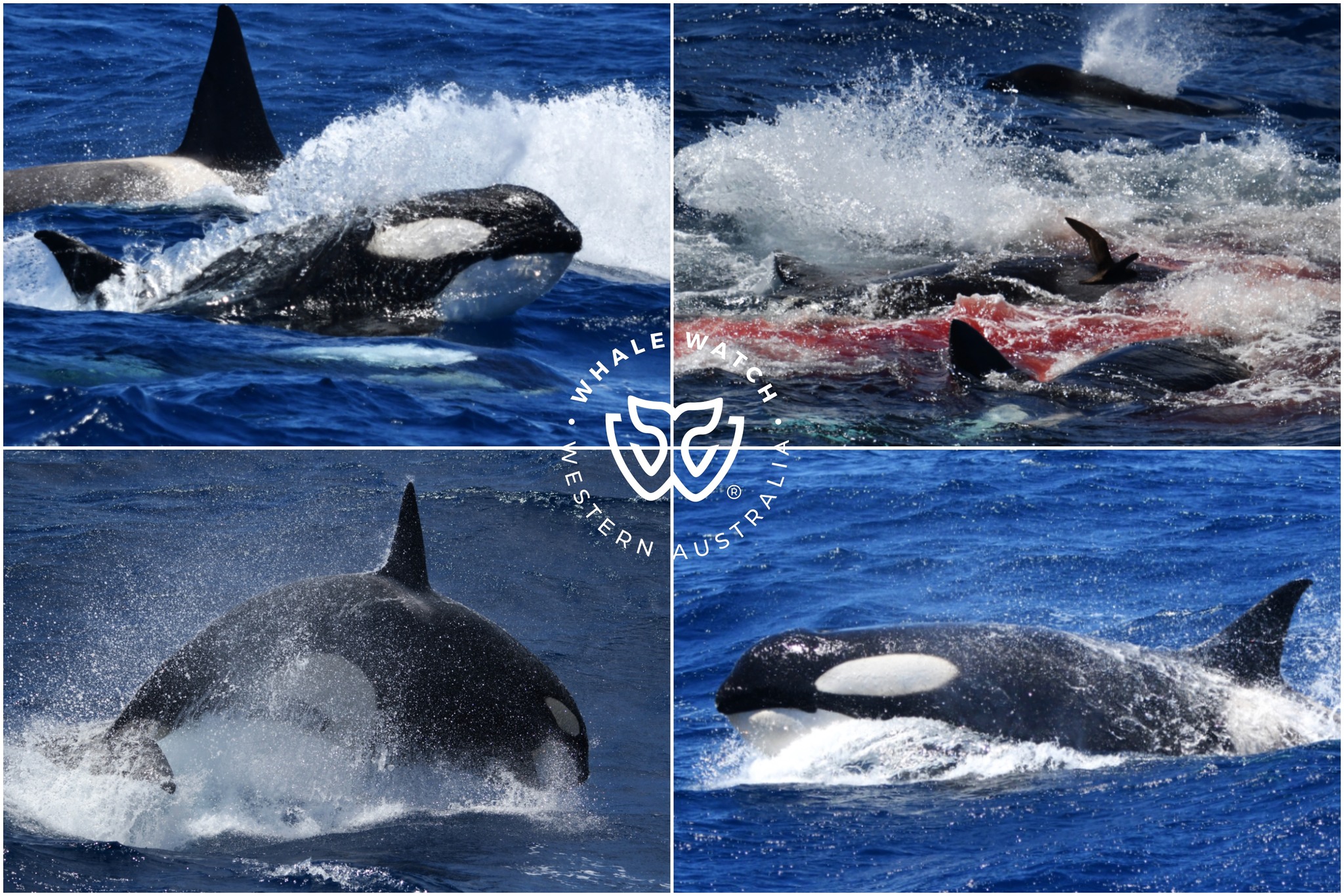 Whale - Antarctic Orca vs Bremer Bay Orca was witnessed today during a ...