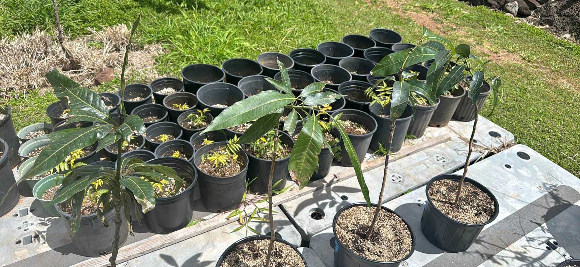 Mango tree grafted r2e2 - Plants & Seedlings - Waianae, Hawaii ...