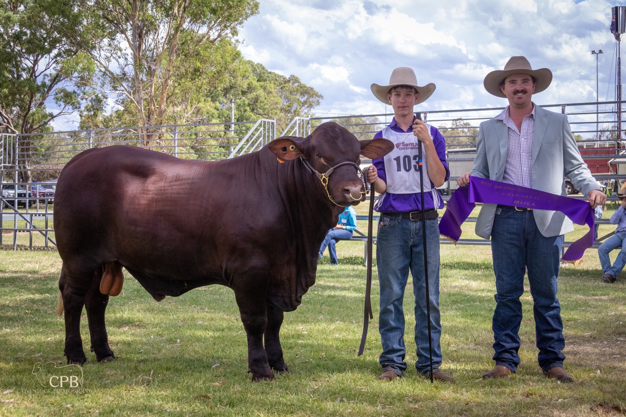 Santa Gertrudis Australia... - Santa Gertrudis Australia