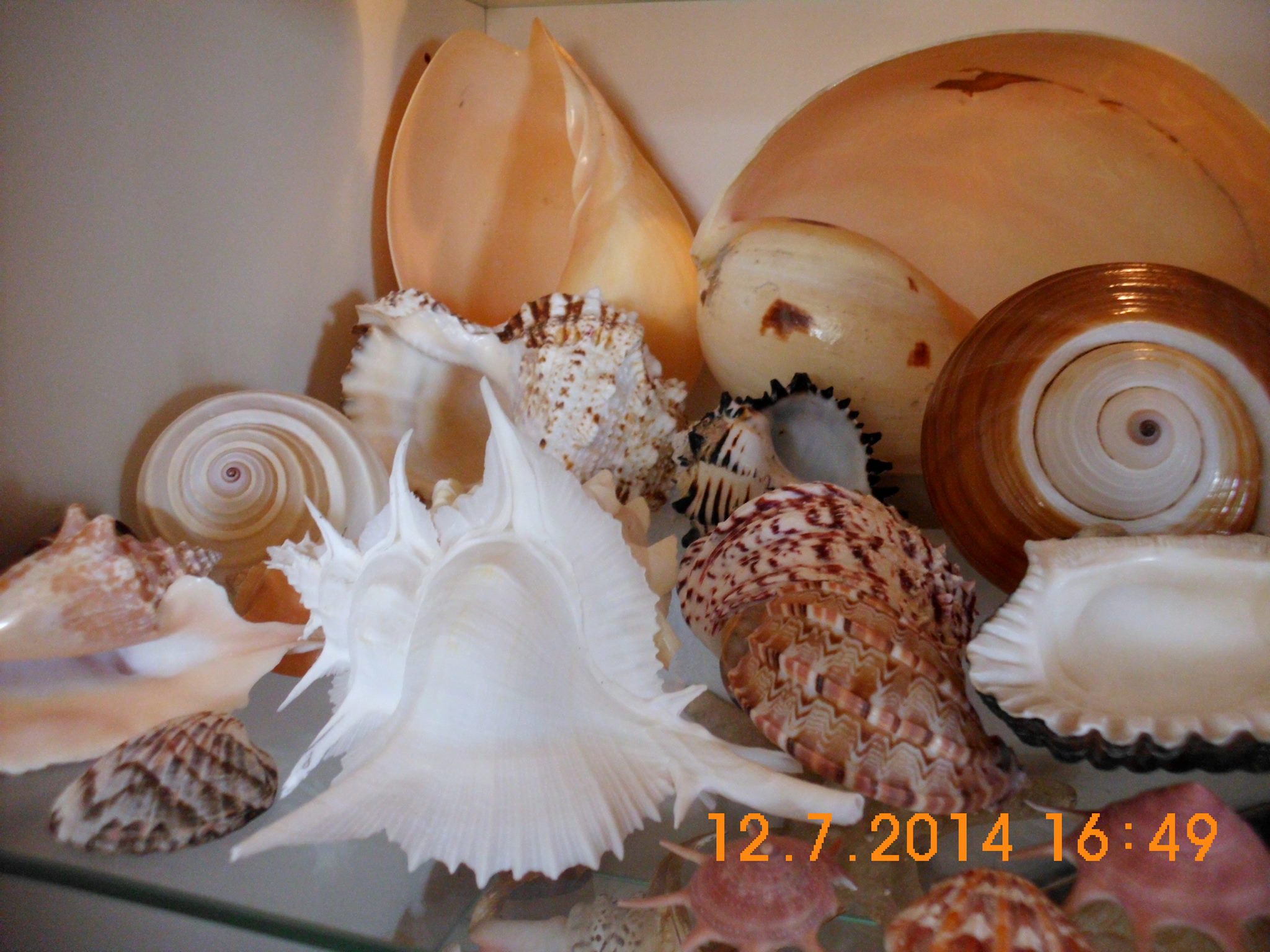 Beautiful seashells / conch collection