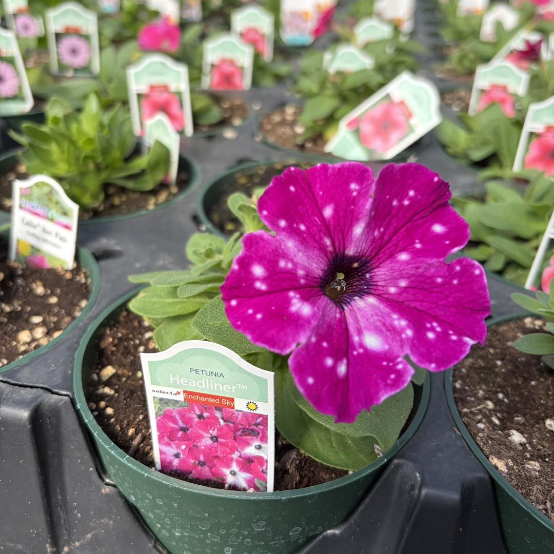 Just showing off today 😍☀️🌸 can't wait to see them in just a