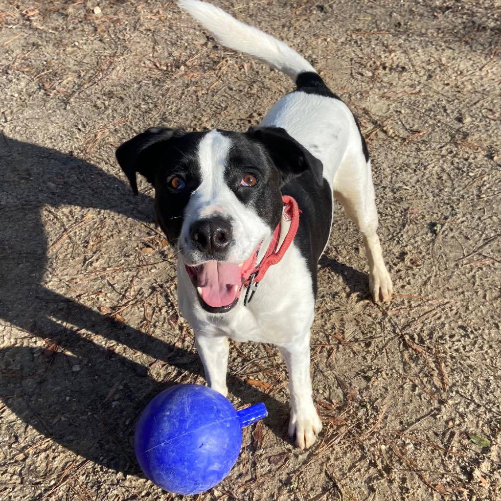 Hi, my name is South! Are... - Laurens County Humane Society | Facebook