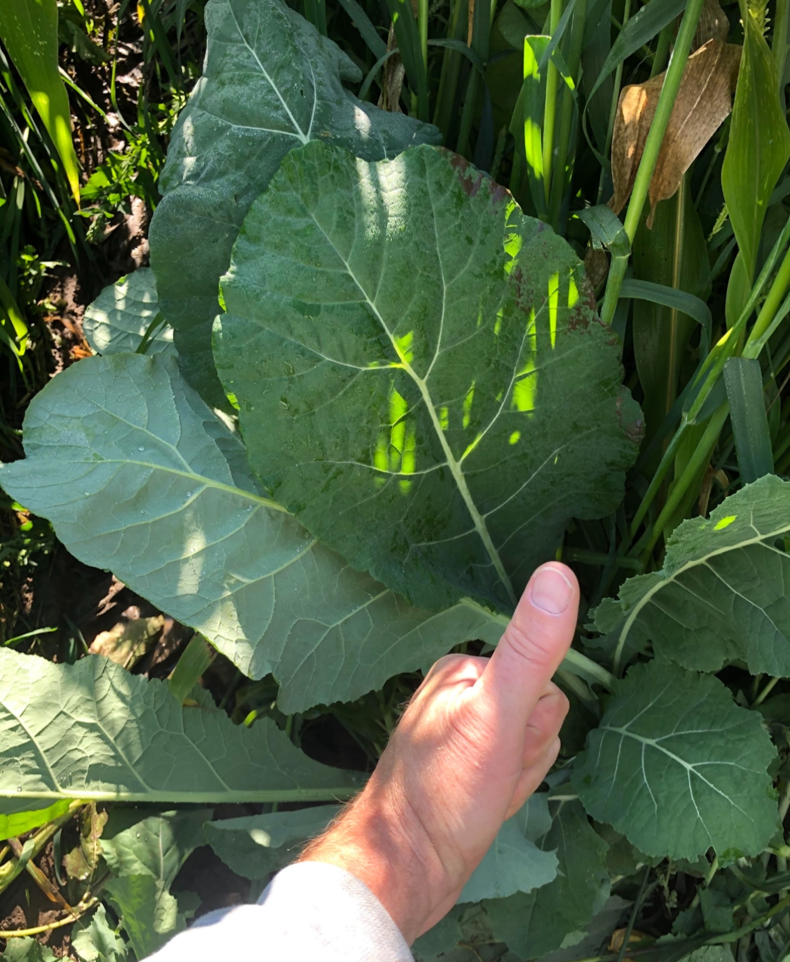 Impact forage collards are one of the... - Green Cover Seed | Facebook