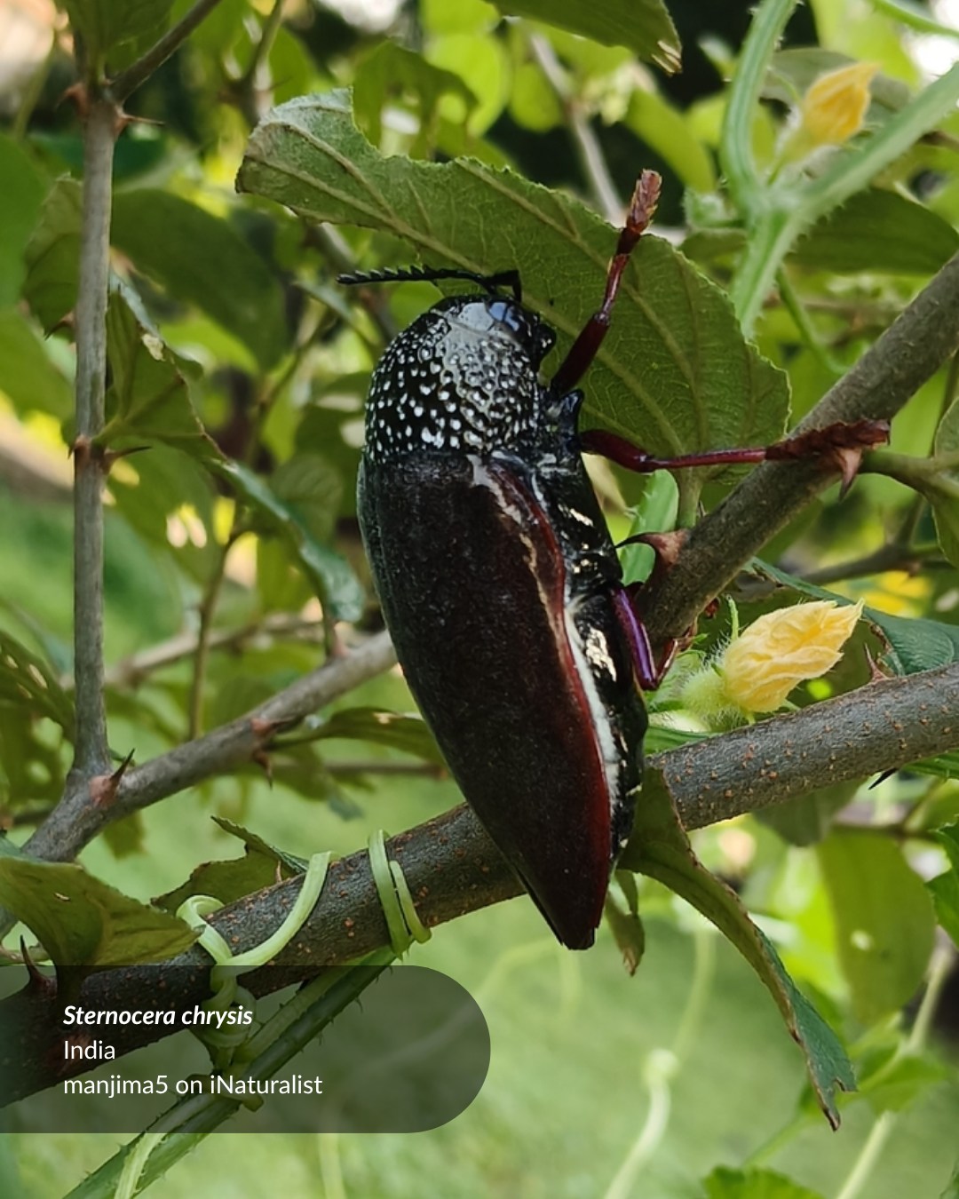 It's the first Julodis viridipes beetle posted to iNaturalist, and