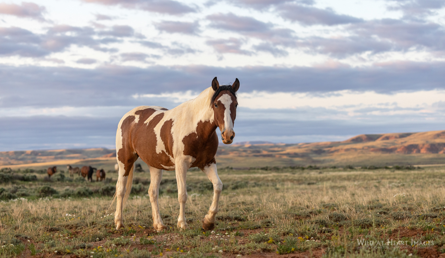 Wild - This pretty lady is the 2010 mare, Taurus. Lovely Taurus is the ...