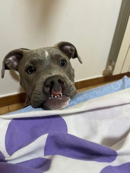 OSTIA INFORMA | Se qualcuno a perso un cane lupo con occhi chiari ...