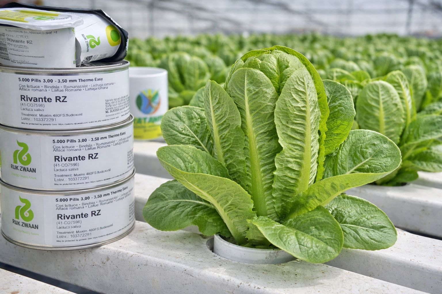 Katanim - NEW ROMAINE IS NOW AVAILABLE Our Rivante New... | Facebook